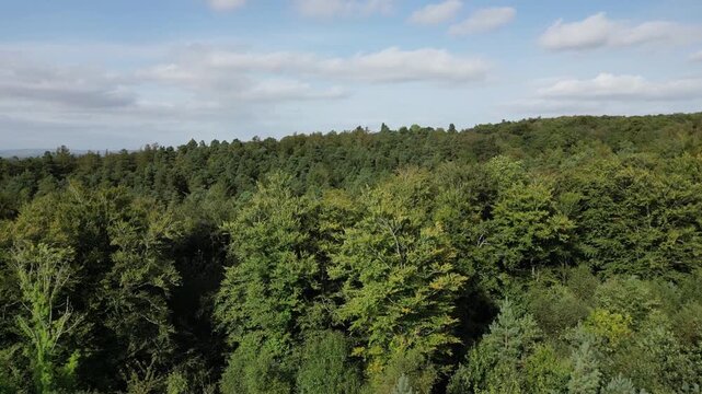 Aerial drone view of dense woodland canopy in Donadea Forest Park showing mixed trees with rich green foliage, rolling forest cover, and soft clouds across bright sky