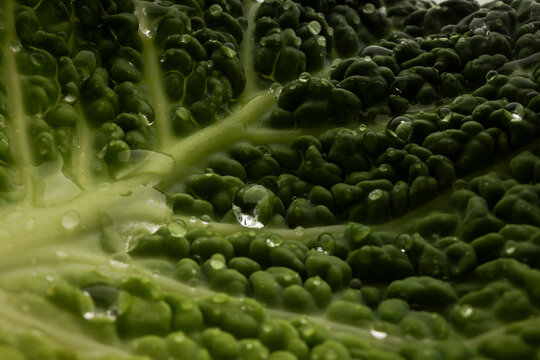 Cabbage leaf with droplets close up shot
