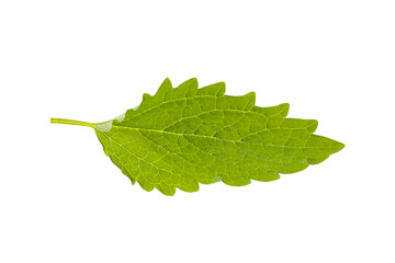 Green mint leaf close up, used for flavor and garnish, PNG © Atlas