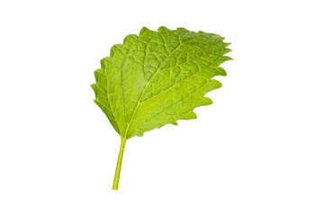 Detailed look at a fresh mint leaf, PNG © Atlas