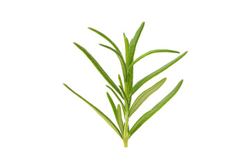Fototapeta premium Upright fresh rosemary sprig with green leaves, PNG