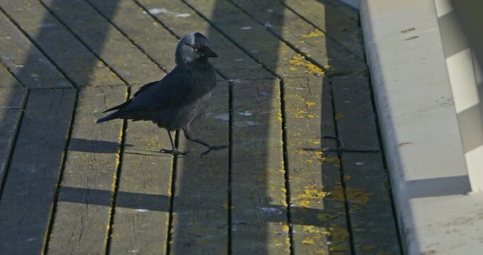 European Eurasian black jackdaw bird animal in natural environment, wildlife scenery closeup view