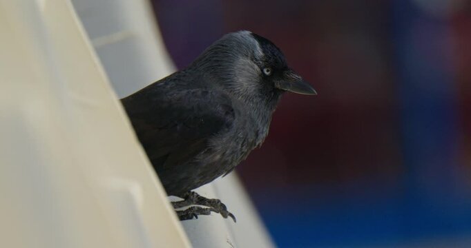 European Eurasian black jackdaw bird animal in natural environment, wildlife scenery extreme closeup view