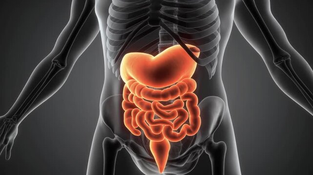 3D Medical Animation of Acute Pancreatitis and Digestive Inflammation