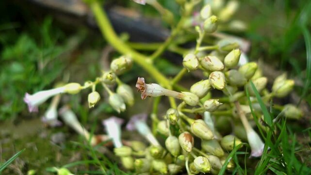 A video showcasing a close-up view of a plant with small white flowers growing in a lush green environment