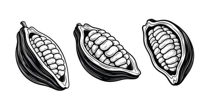 Set of three detailed sketches of open cocoa pods showing beans inside for chocolate production and natural food themes.