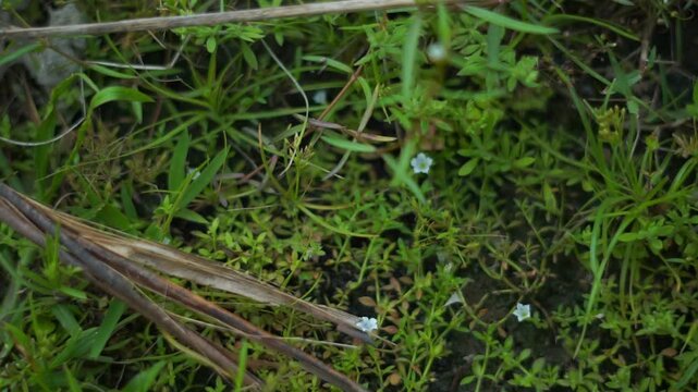 A serene video showcasing a close-up view of lush green moss and small white flowers in a natural setting