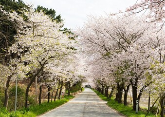 Fototapeta premium cherry blossom in spring