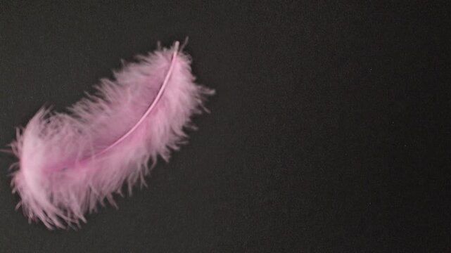 Pink feather on black background. Slow-motion abstract delicate pink plumage gently falling and scattering across a black backdrop with soft, ethereal movement.