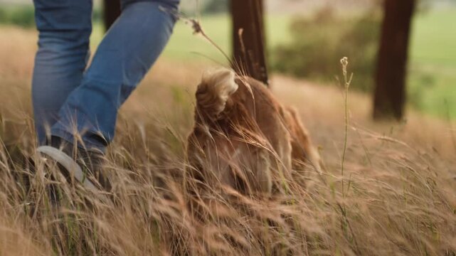 Pet owner walks active cocker spaniel dog in grassy park field at sunset twilight owner walks fluffy dog in calm park caring owner with trained dog rest walking in wild park lit by sunset closeup