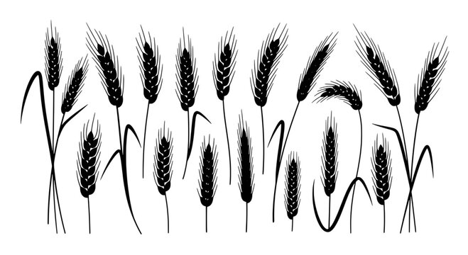 Wheat stalks hand inked pattern with grain heads and flowing linework for vintage harvest design background