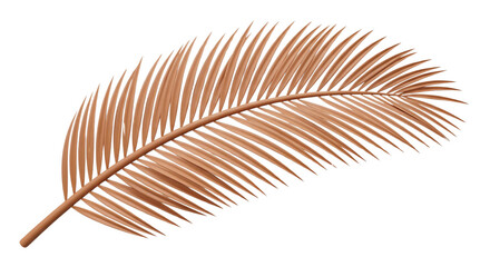 Fototapeta premium Single Dried Palm Leaf Frond on White Background - Tropical Element