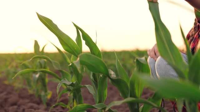 agriculture, child kid girl daughter farm, green leaves growing corn sprouts field sunset, child's hand touches green leaves corn sprouts, farming concept, child farm, eco fertile soil, kid child