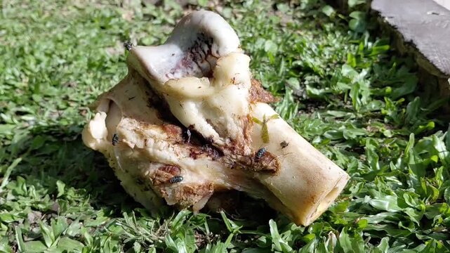 Close Up of Raw Beef Marrow Bone for Pets on Grass