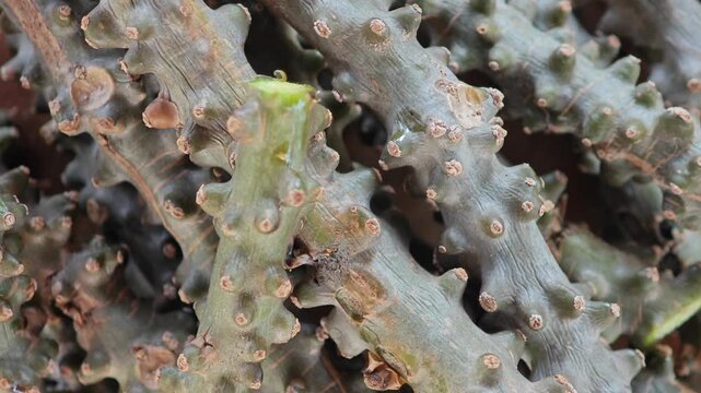 Heart leaved moonseed, Tinospora cordifolia. Thai herb.