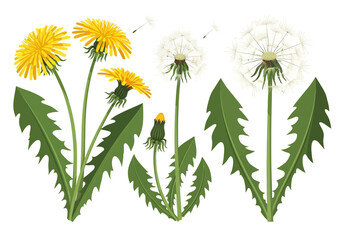 Dandelion Life Cycle Vector Set: Yellow Flowers, Bud, and White Seed Heads Isolated on White Background. Botanical Illustration of Taraxacum Officinale for Nature Design. © ayuk