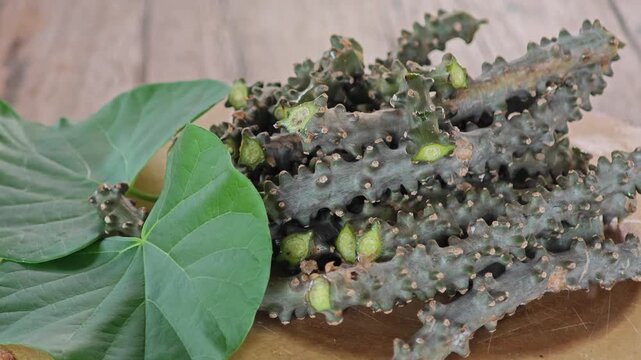 Heart leaved moonseed, Tinospora cordifolia. Thai herb.