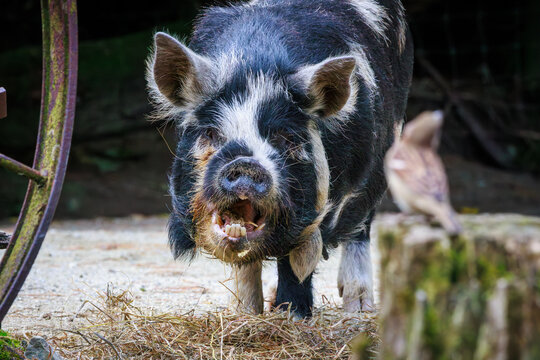 Close-up of a kunekune pig eating straw, showing teeth and facial detail in a farm setting
