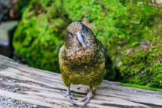 Kea (Nestor notabilis) standing on wooden surface and looking directly at the camera with a curious head tilt