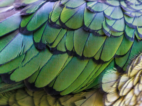 Close-up of layered kea (Nestor notabilis) feathers showing repeating green pattern, fine structure and natural texture