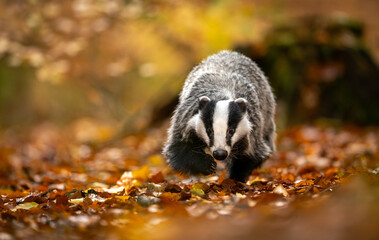 Badger close up ( Meles meles ) © Piotr Krzeslak