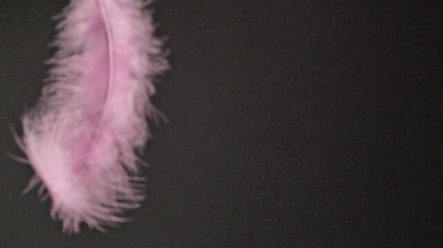 Pink feather on black background. Slow-motion abstract delicate pink plumage gently falling and scattering across a black backdrop with soft, ethereal movement.