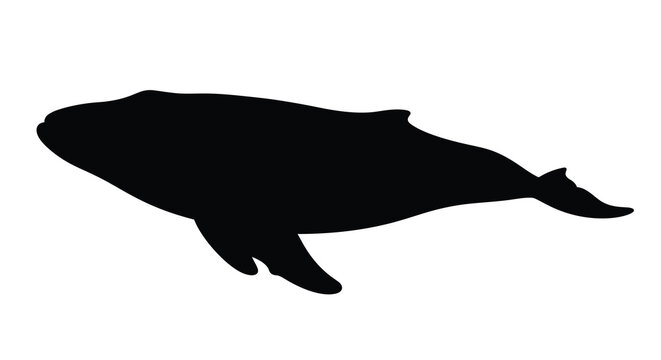 A silhouetted whale gracefully swimming in an undefined ocean space