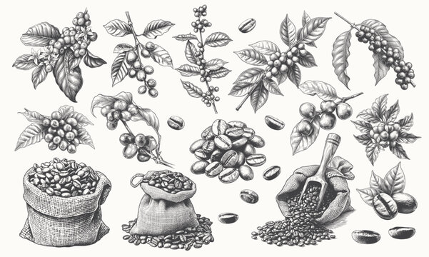 Vintage Hand Drawn Coffee Beans and Plant Branches Vector Set. Engraving Style Botanical Line Art for Cafe Branding, Roaster Packaging, and Menus.