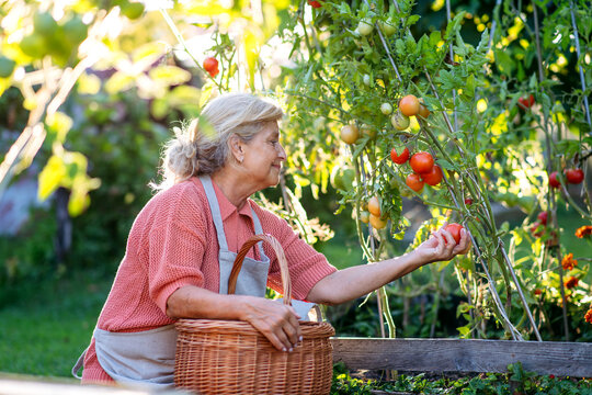 Smiling elderly gardener harvesting fresh tomato in garden.