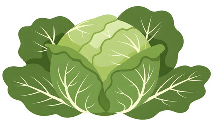 Fototapeta premium Fresh green cabbage vegetable illustration