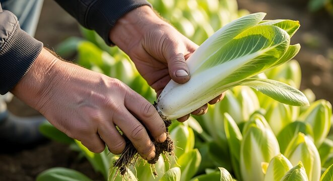 A person harvests fresh endive from the soil in a garden bed.