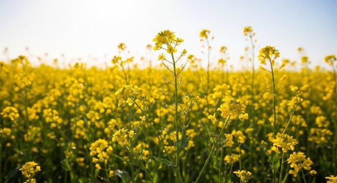 Sunlit field of wild mustard flowers with bright vibrant yellow blooms stretching across the horizon. Wild mustard creates a stunning visual in natural light,