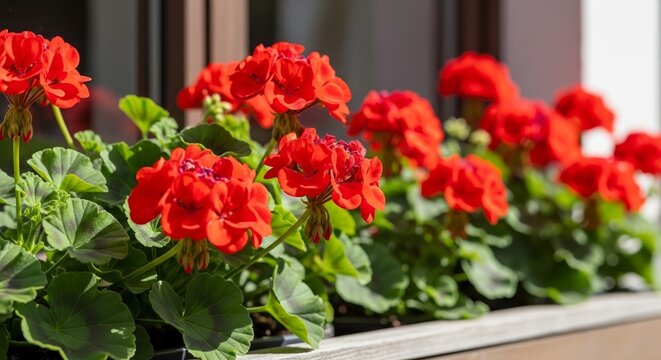 Window box filled with vibrant red geraniums cascading gracefully. Bright red geraniums create an inviting scene alongside the window, showcasing their lush foliage and colorful blooms.