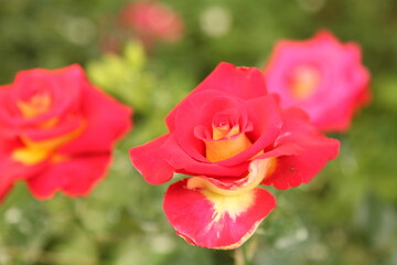 Obraz premium Beautiful blooming flowers and green leaves in nature