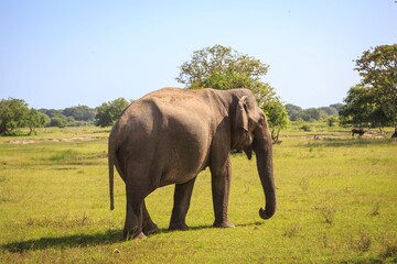 Fototapeta premium Wild Elephant Walking Through Open Grassland Savannah Under Bright Sunlight