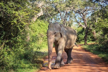 Fototapeta premium Asian Elephant Walking on a Red Dirt Road in a Lush Green Forest