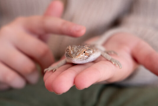 Baby of bearded agama dragon on hands taming at home
