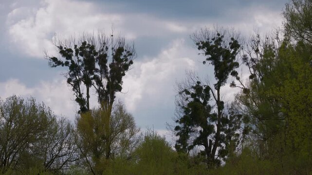Static tripod shot of tall trees heavily infested with mistletoe against a cloudy sky