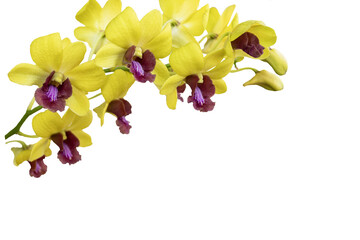 Naklejka premium yellow flowers orchids arrangement flat lay postcard style in spring season 