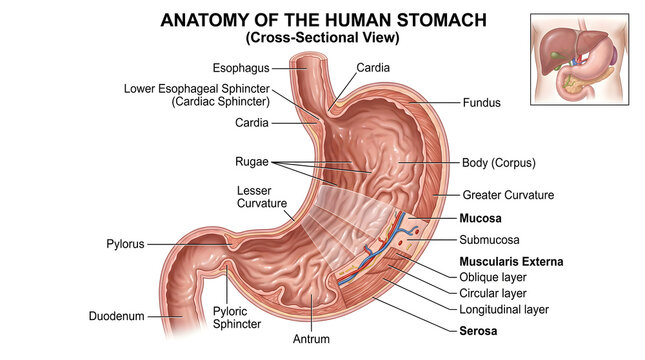 Anatomy of the human stomach in cross‑section showing cardia, fundus, body, antrum and pylorus with gastric rugae, mucosa, submucosa, and three‑layered muscularis externa (oblique, circular, longitudi