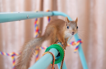 Curious baby squirrel play at home © Irina