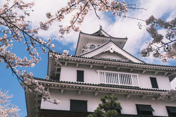 Naklejka premium 豊公園、長浜城の真下に広がる桜で有名な公園、満開の桜が咲き誇る風景、滋賀、日本
