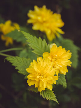 Yellow Japanese Kerria flowers coming into bloom 'Pleniflora'