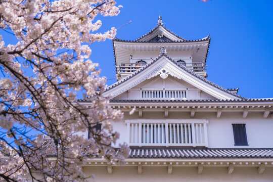 里桜」の写真素材 | 4,853件の無料イラスト画像 | Adobe Stock
