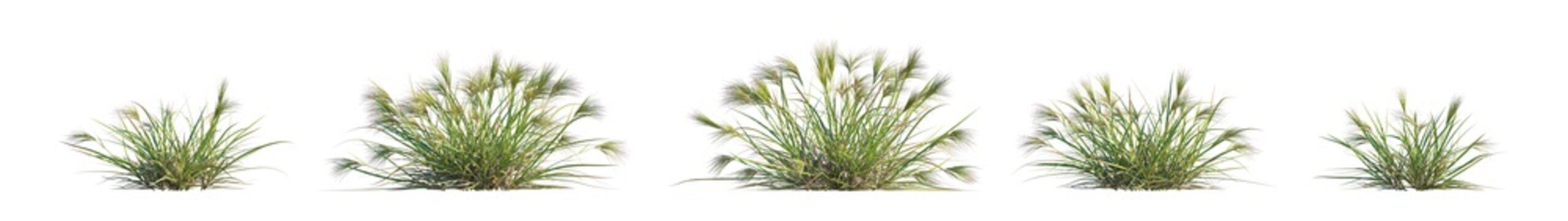 aristida behriana (behrian three-awn, behri's wiregrass, brush wiregrass) isolated PNG on a transparent background premium nature cutout