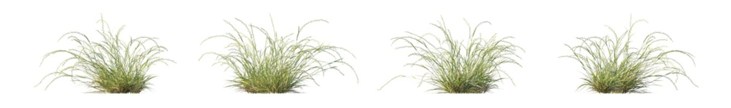 microlaena stipoides (weeping grass, meadow ricegrass) isolated PNG on a transparent background premium nature cutout