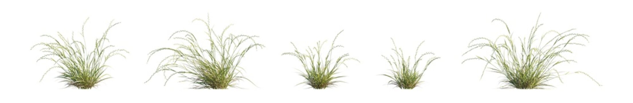 microlaena stipoides (weeping grass, meadow ricegrass) isolated PNG on a transparent background premium nature cutout