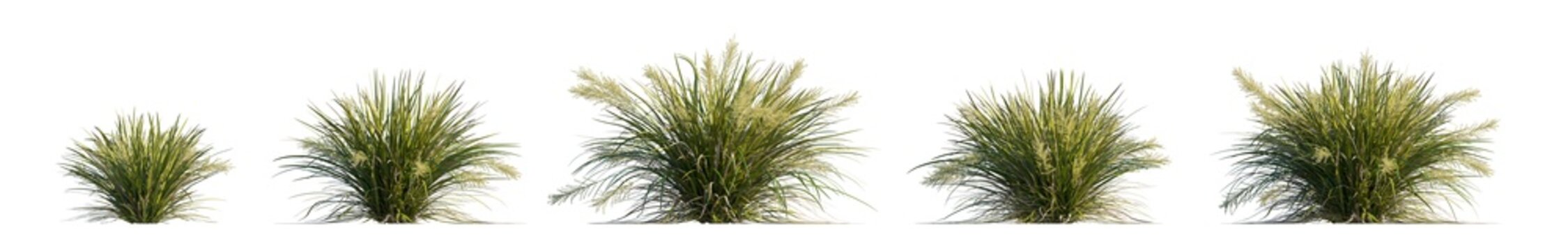 lomandra hystrix 'Katie Belles' (katie belles lomandra, dwarf mat rush) isolated PNG on a transparent background premium nature cutout