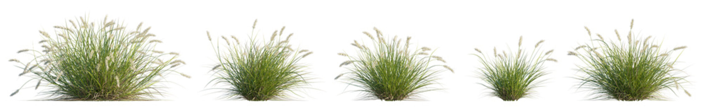 pennisetum alopecuroides 'pennstripe' (pennstripe fountain grass, variegated fountain grass) isolated PNG on a transparent background premium nature cutout