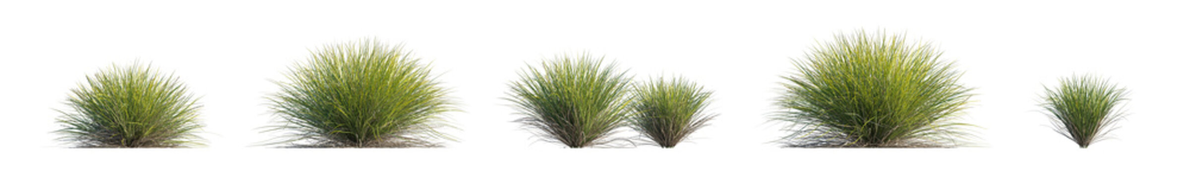 lomandra confertifolia 'little con' (little con lomandra, dwarf mat rush) isolated PNG on a transparent background premium nature cutout
